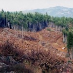 With Paperless Technology We Are Saving Forests Microsoft Dynamics GP Great Plains Software